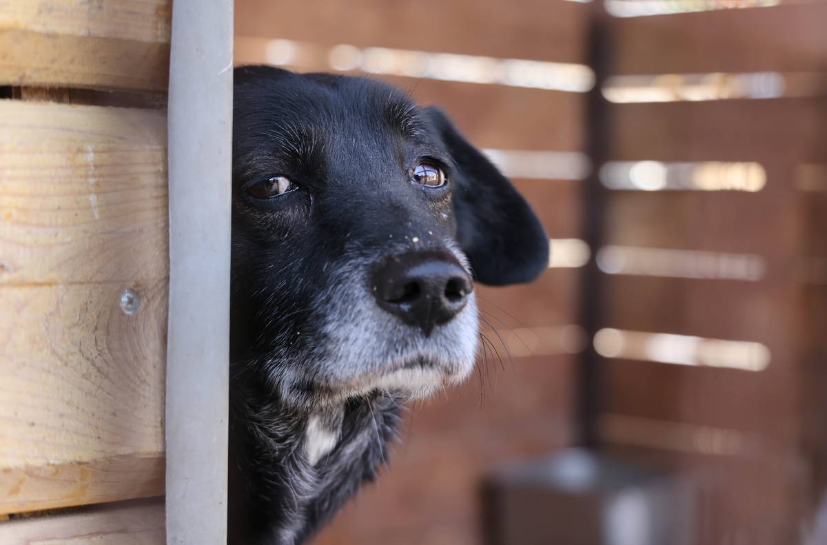 Animal shelter in Primorye Territory, Russia