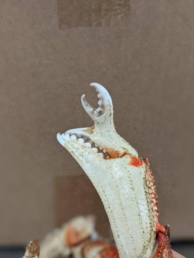 claw on claw looks dangerous