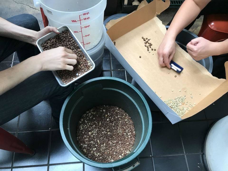 people dividing coffee beans by hand