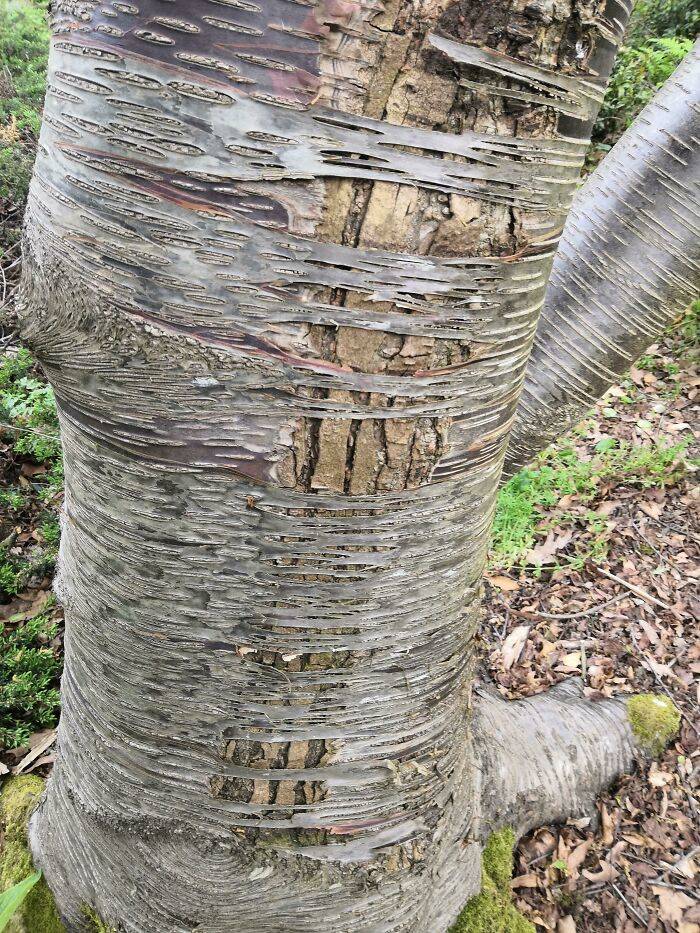 different bark under the regular bark