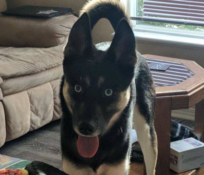 dog