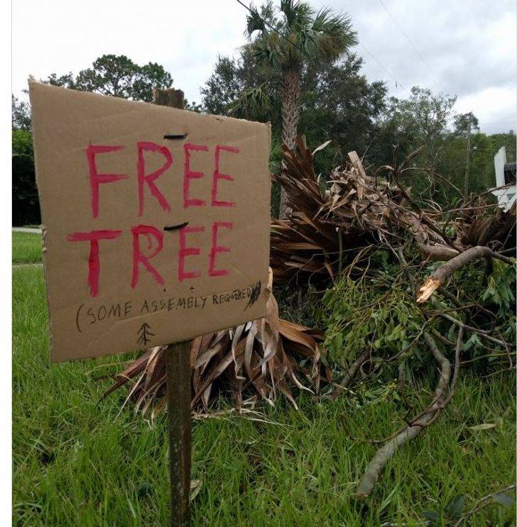 free tree just need to fix it