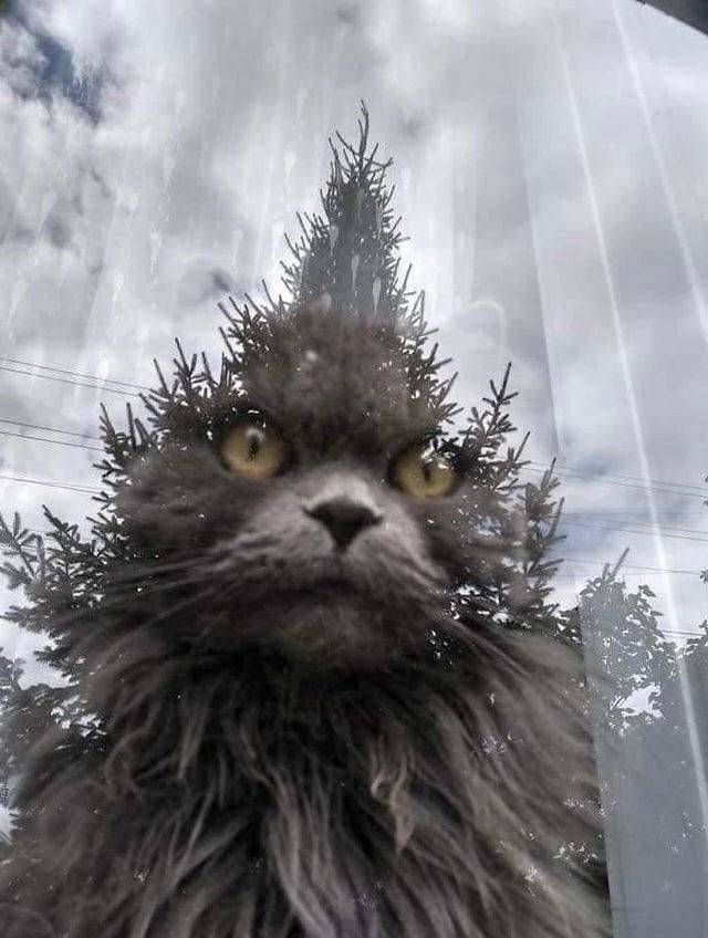 cat looking through window with reflection of tree