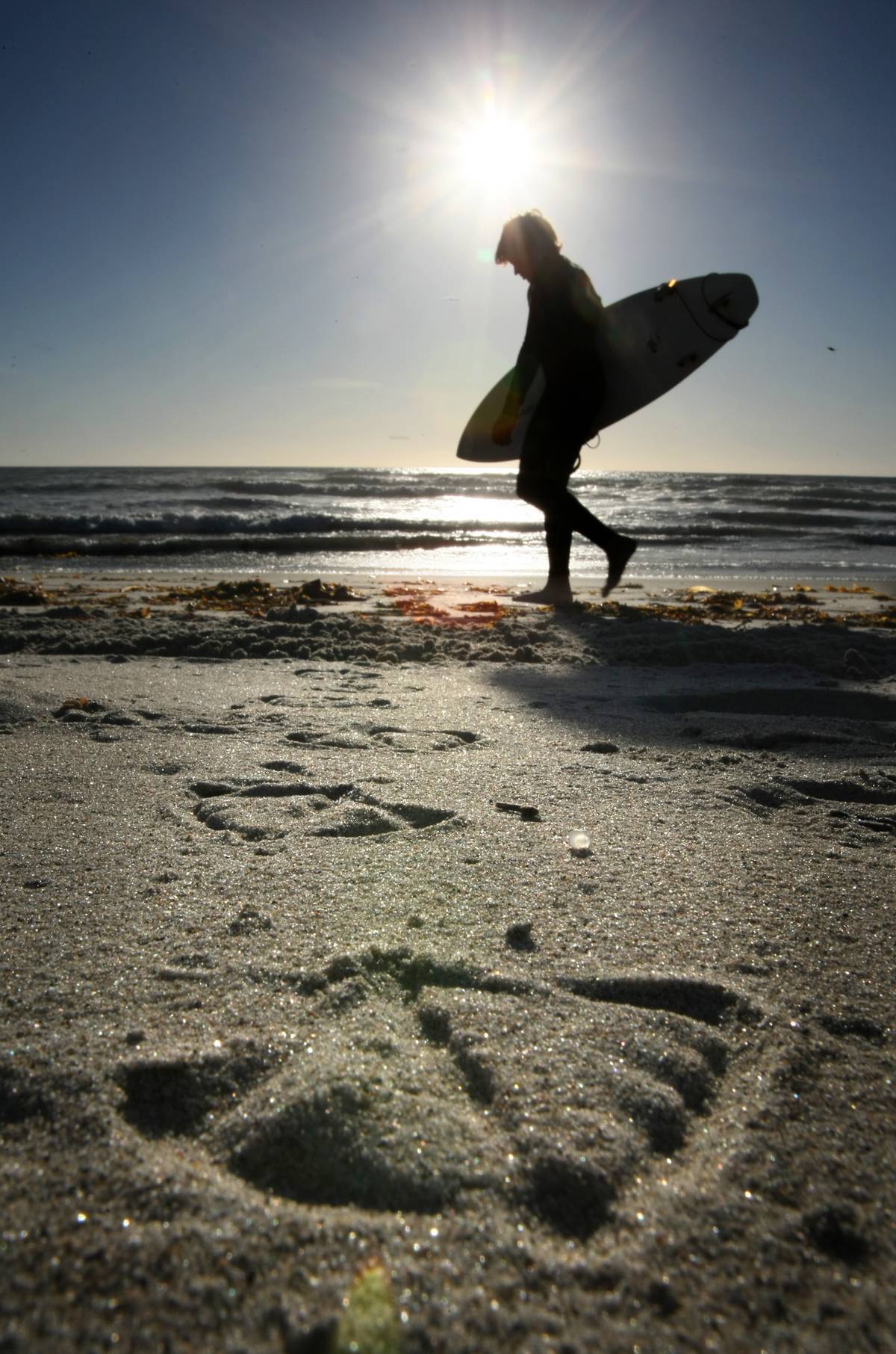 NOVEMBER 11, 2008. CARLSBAD, CA An unseen seagull and a passing surfer leave temporary footprints a