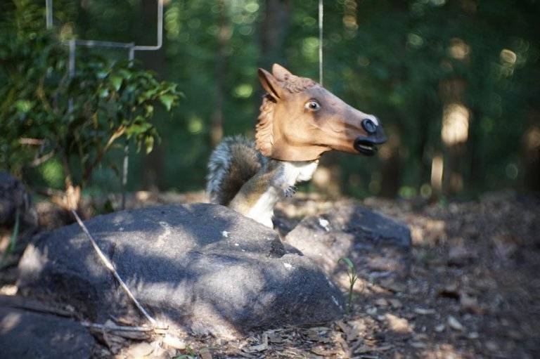 peanut butter in horse head for the squirrel