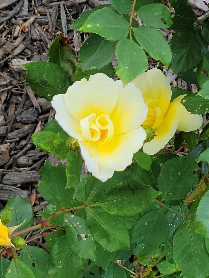 perfect rose for wife in the ground