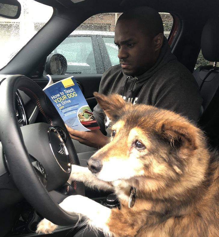 teaching dogs to drive with a book