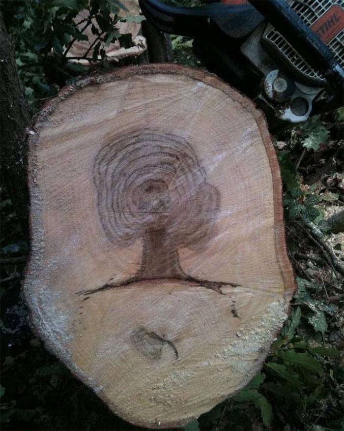 tree in tree after the cut