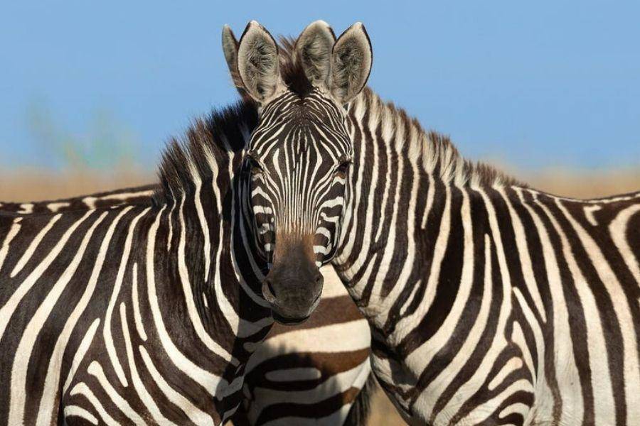zebra