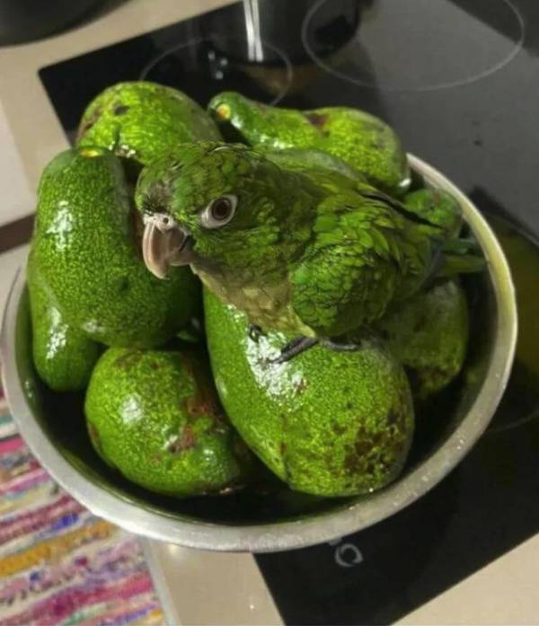 Green bird sitting on a bowl of green avocados