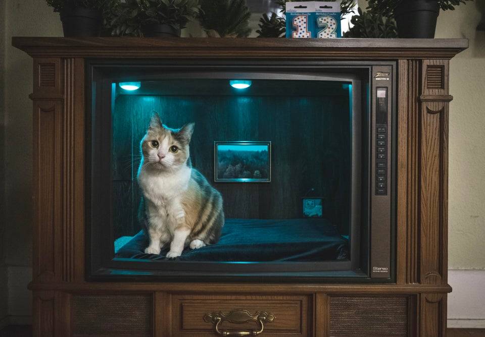 Cat inside of an old TV that has been converted into a cat bed