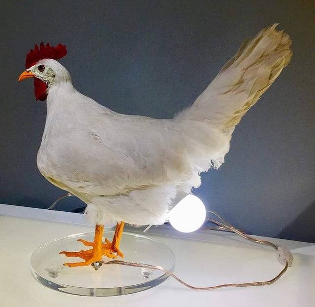 Lamp looks like a taxidermy chicken with exposed bulb as egg
