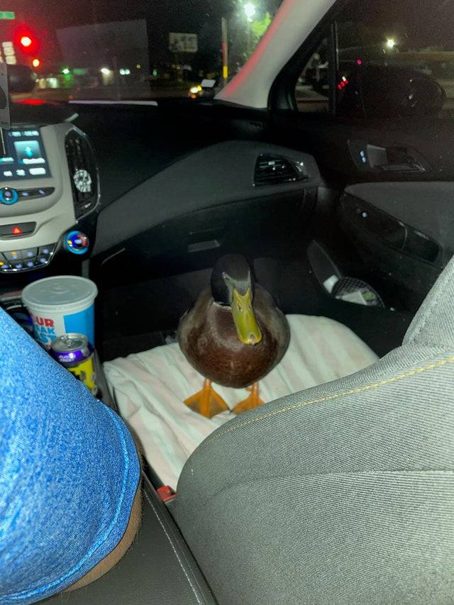 Duck sitting on the front seat of a car