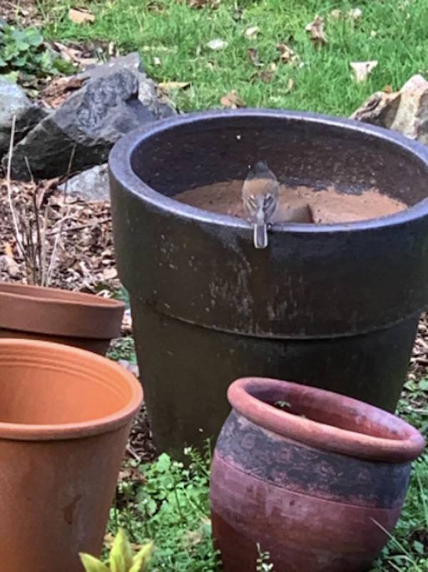 Duck blending into a flower pot with other flower pots on the grass.