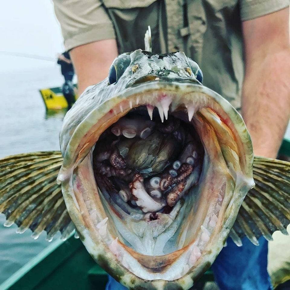 Fisherman holding a fish with an octopus in its mouth
