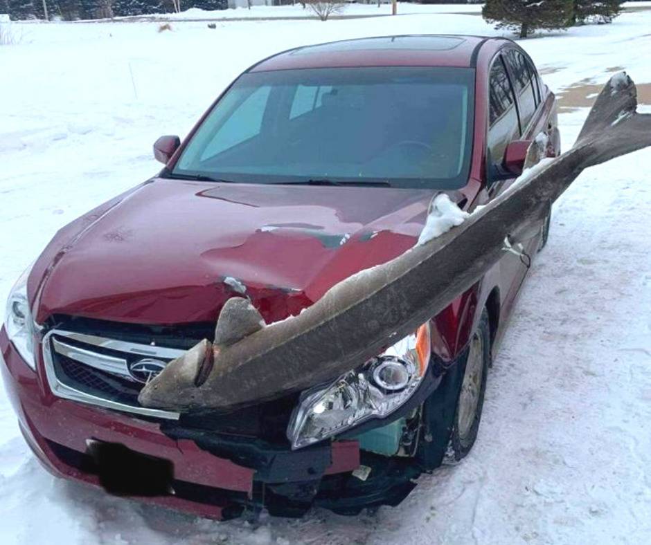Giant fish crashed into car. 