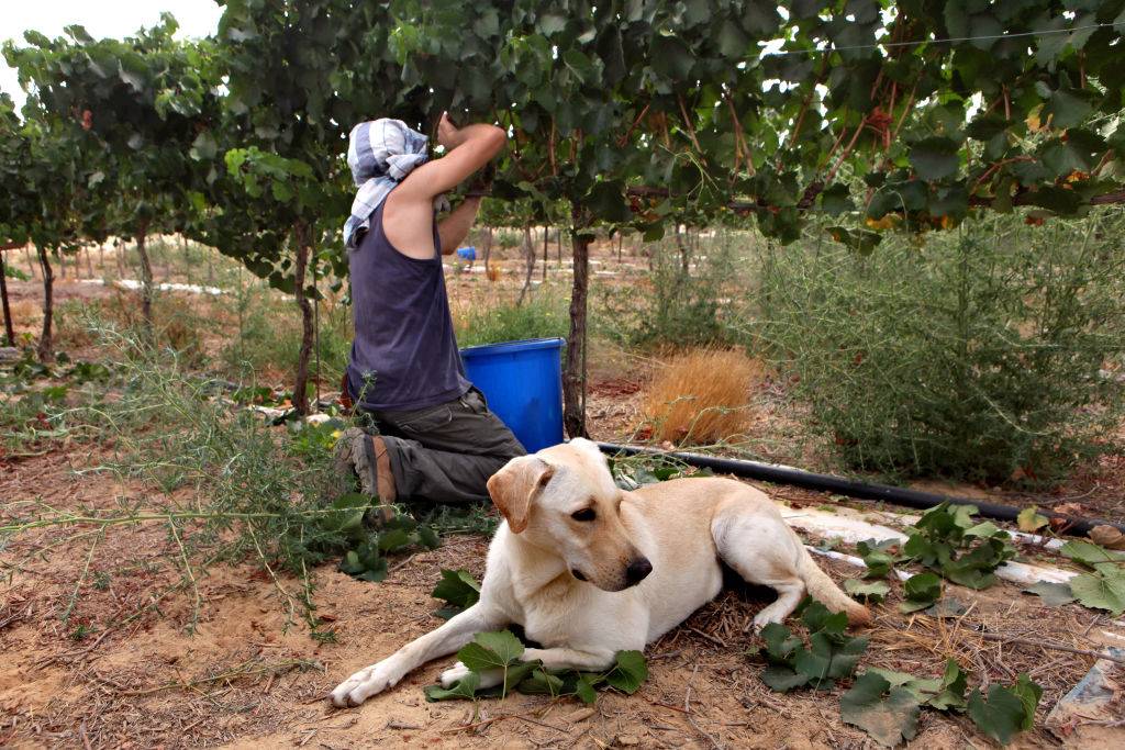 dog on grape vineyard