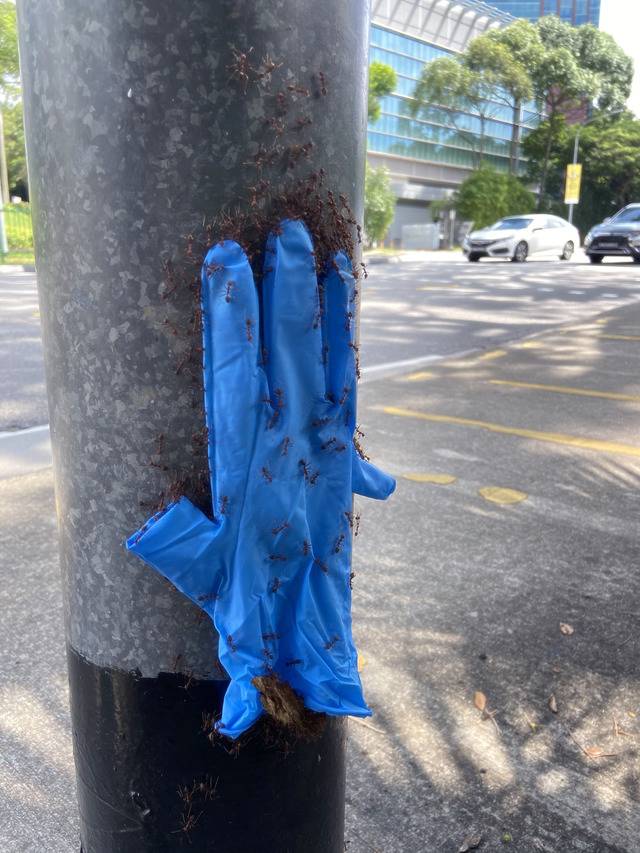 Ants carrying a glove up a concrete pole. 