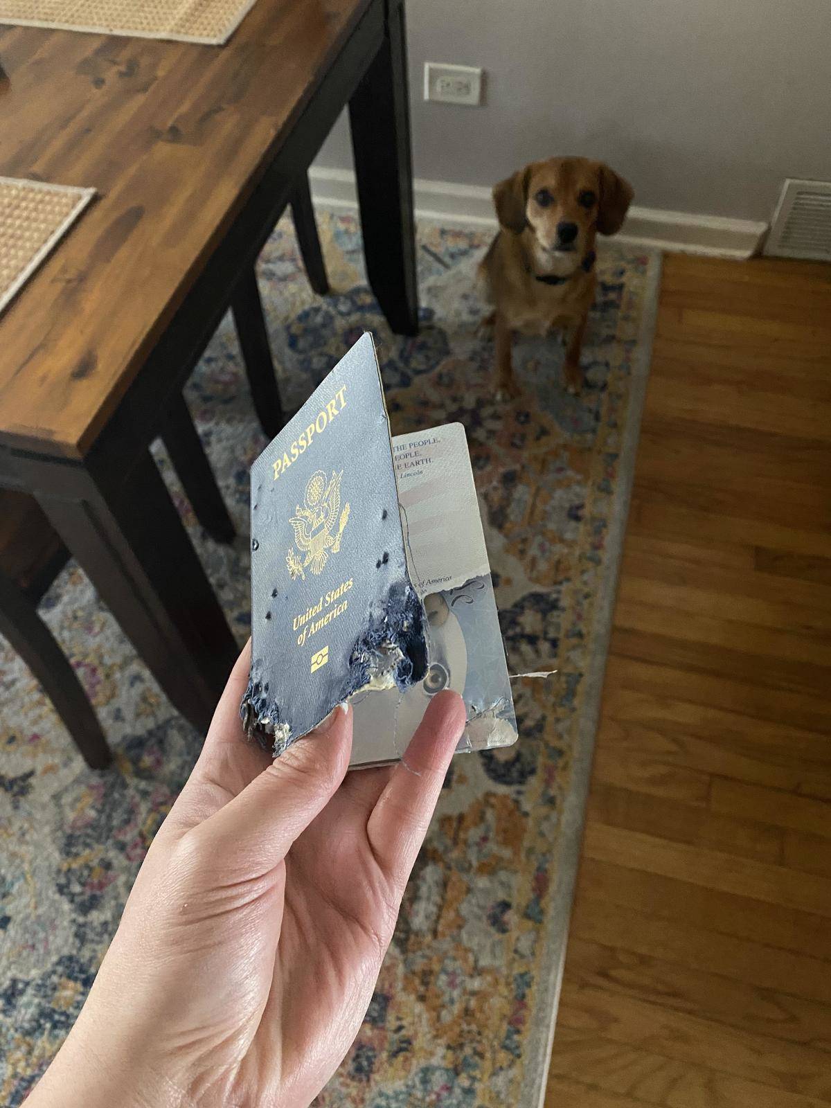A dog looks guiltily at his owner who is holding a mangled passport that the dog ate.