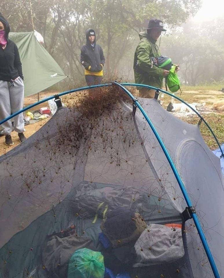 Thousands of spiders cover tent at campsite