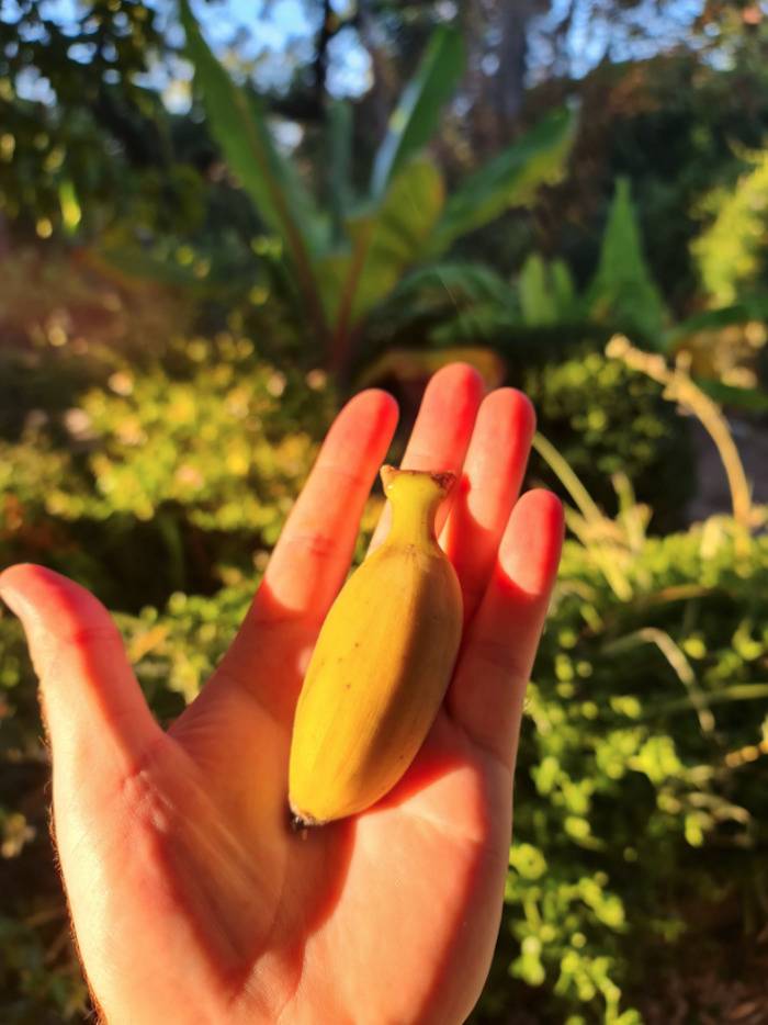 A person holds a tiny homegrown banana in their palm. 