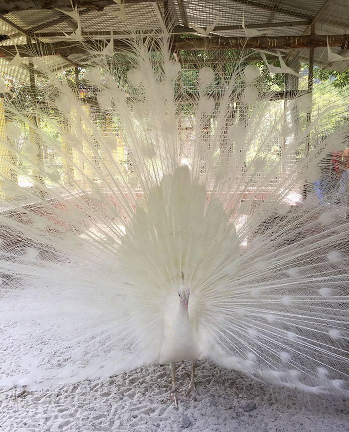 albino peacock in Malaysia