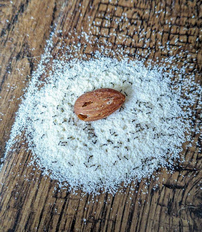 ant gutted almond and made flour