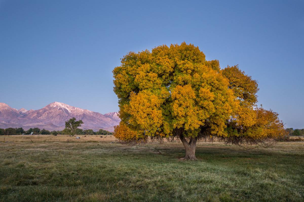 Autumn Along the Eastern Sierra Mountain Range