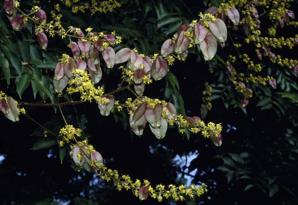 Chinese Flame Tree or Chinese Golden Rain Tree...