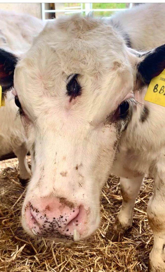 cow born with three eyes in wales