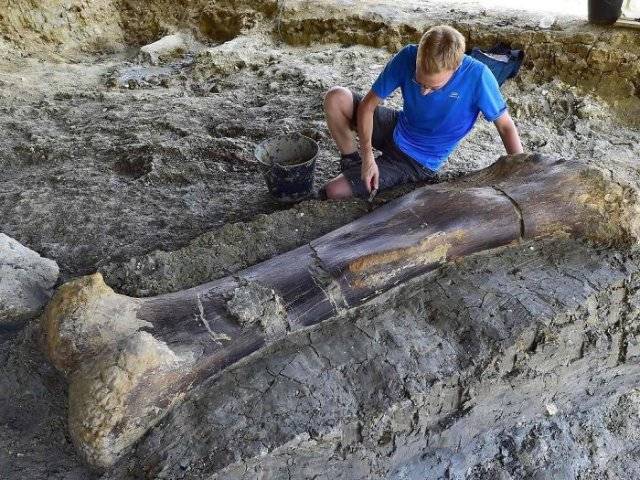 dino bone found in France