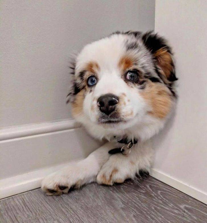 dog coming out the wall