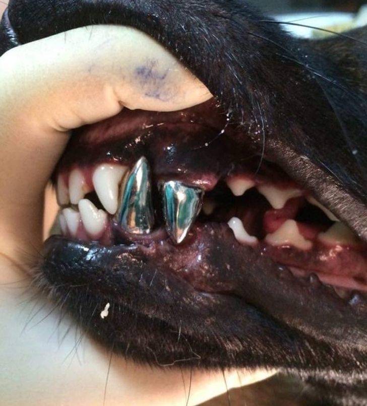 dog dental implant looks like grills