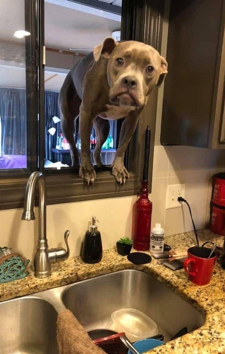 dog in the window in the kitchen