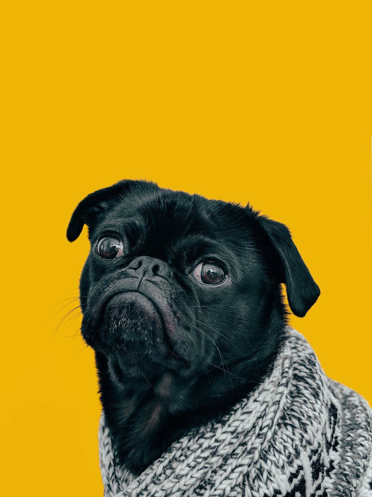 dog with yellow background