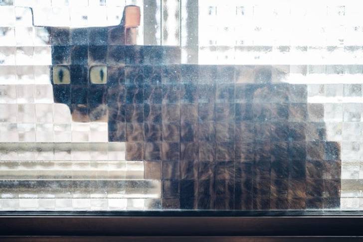 glitch cat in the window