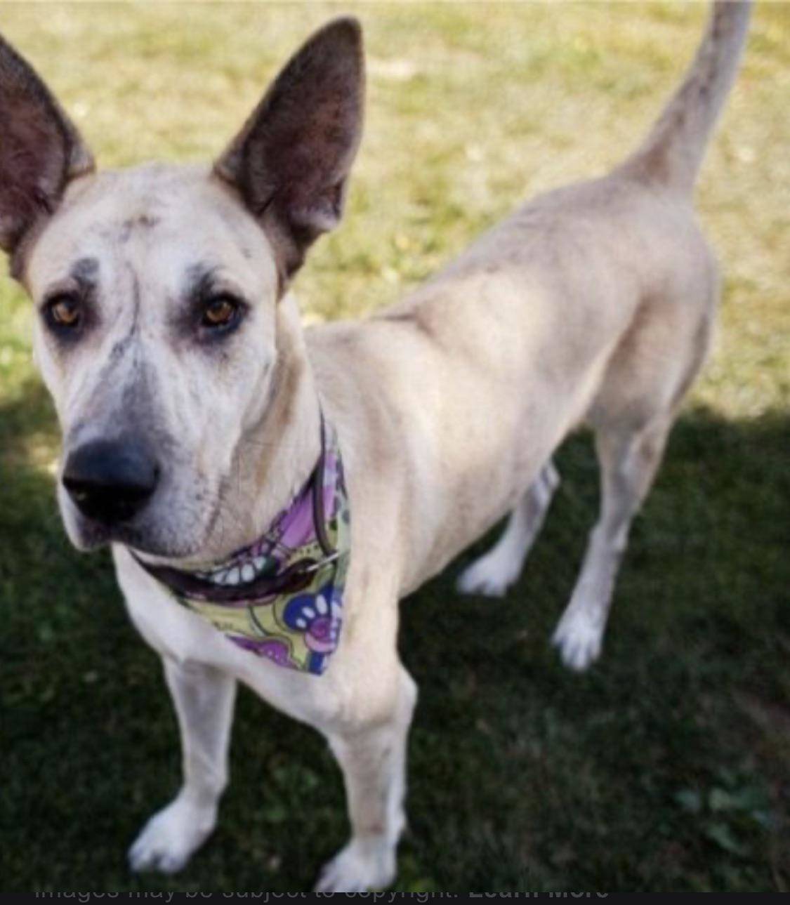 great dane mix with a chihuahua