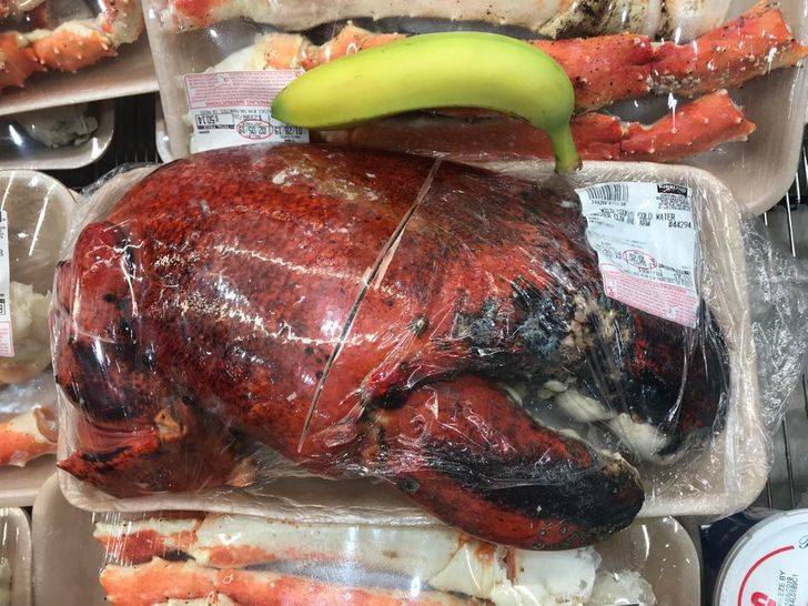 lobster claw is huge