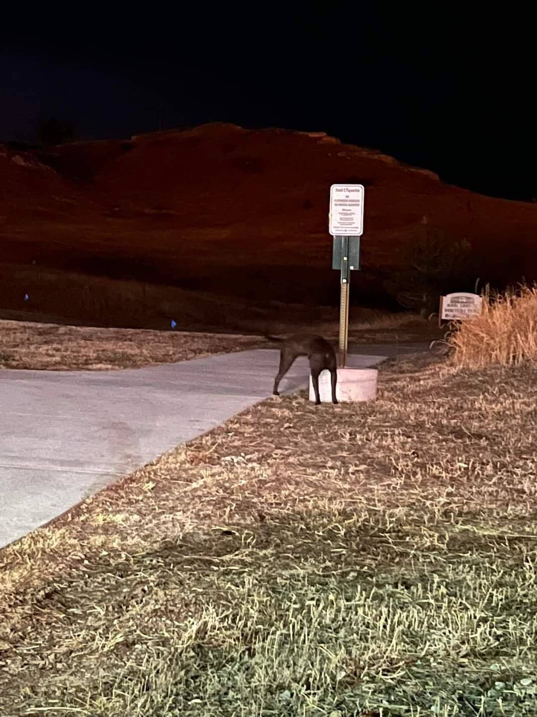 no head dog at the park