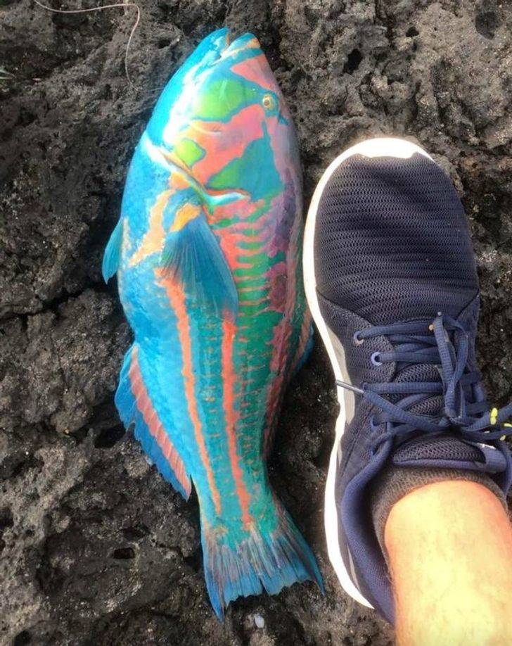 rainbow fish caught in Hawaii