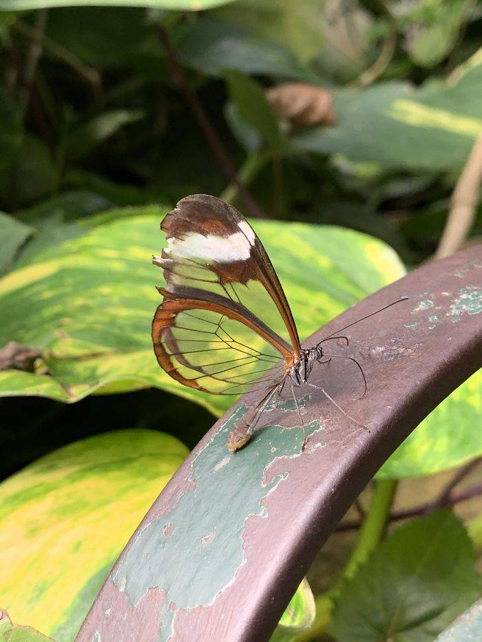 transparent butterfly captured on camera
