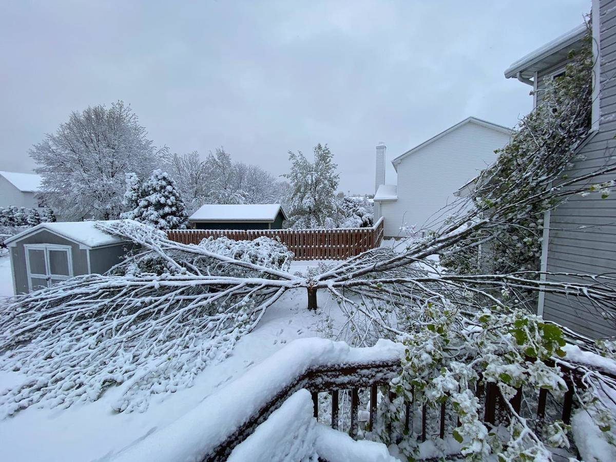 tree collapse in snow