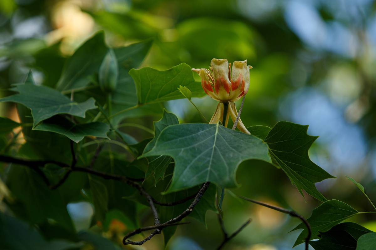 Tulip trees bloom in Uzhhorod