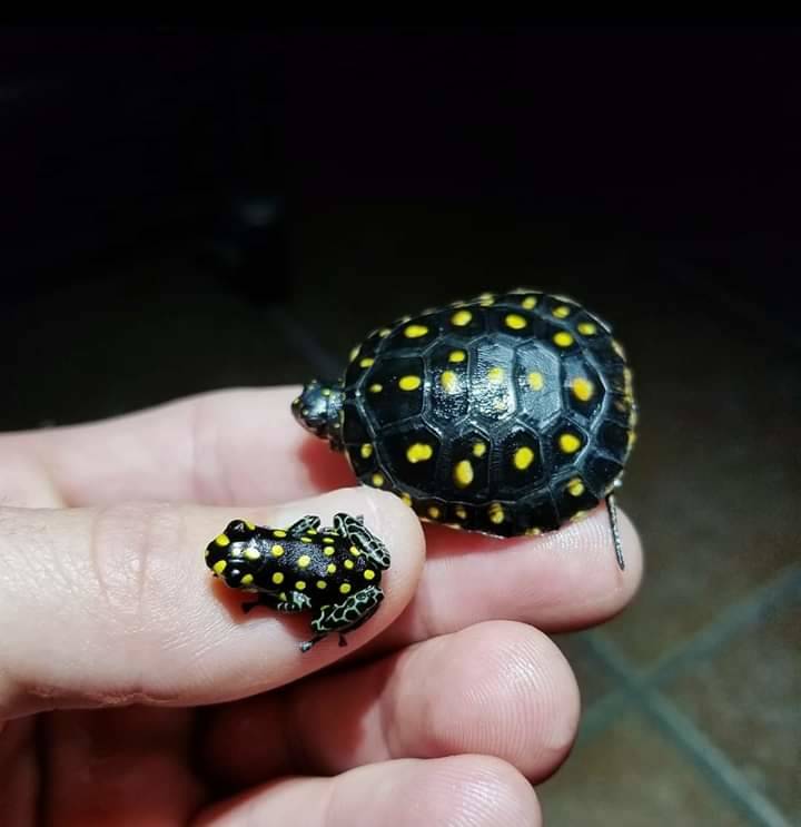 turtle and frog the same pattern