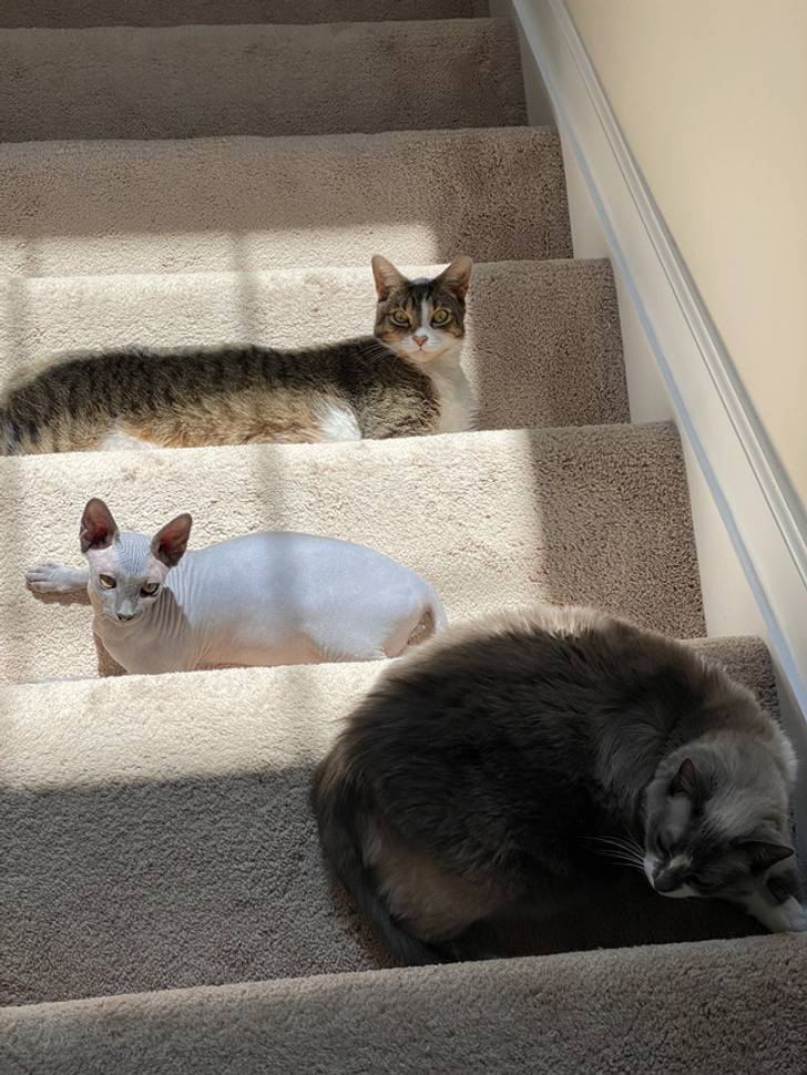 up or down with the cats