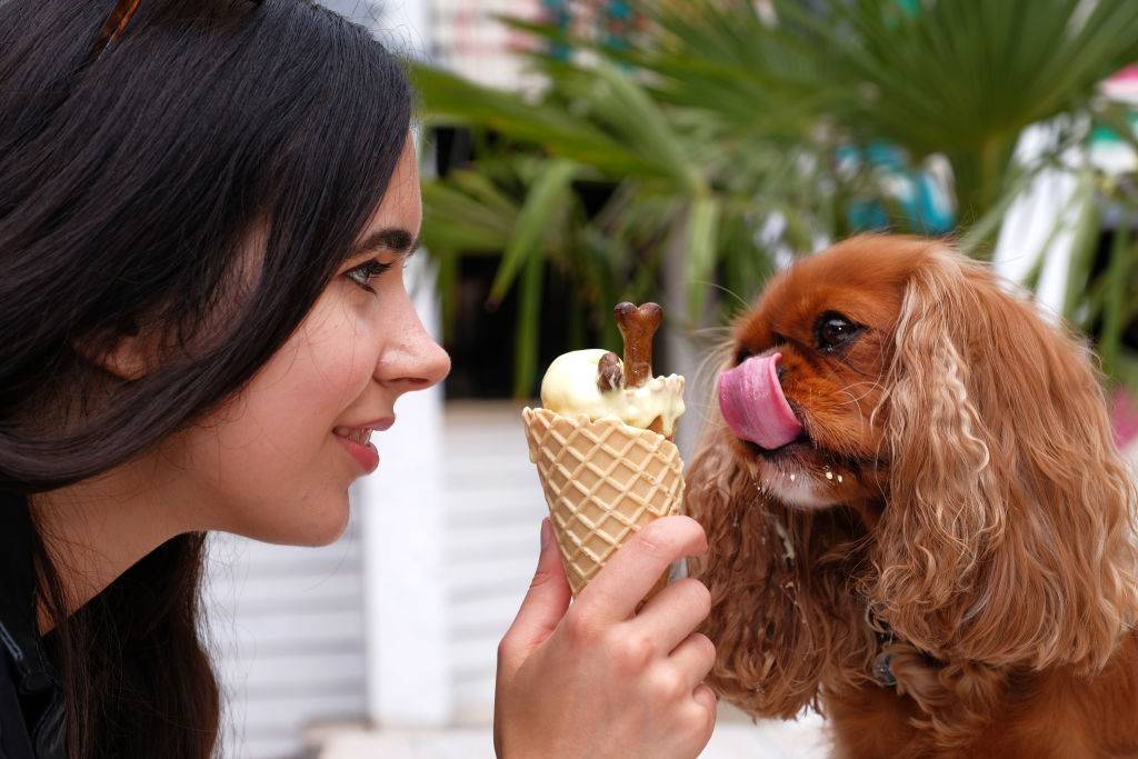 dog with ice cream-809591102