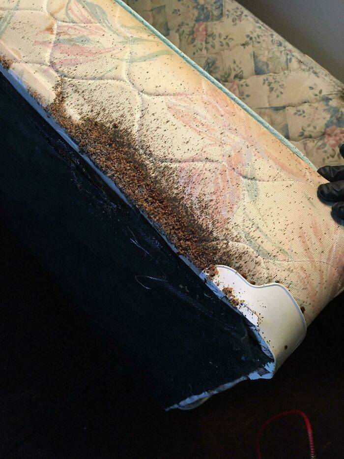 bed bugs take over at a home