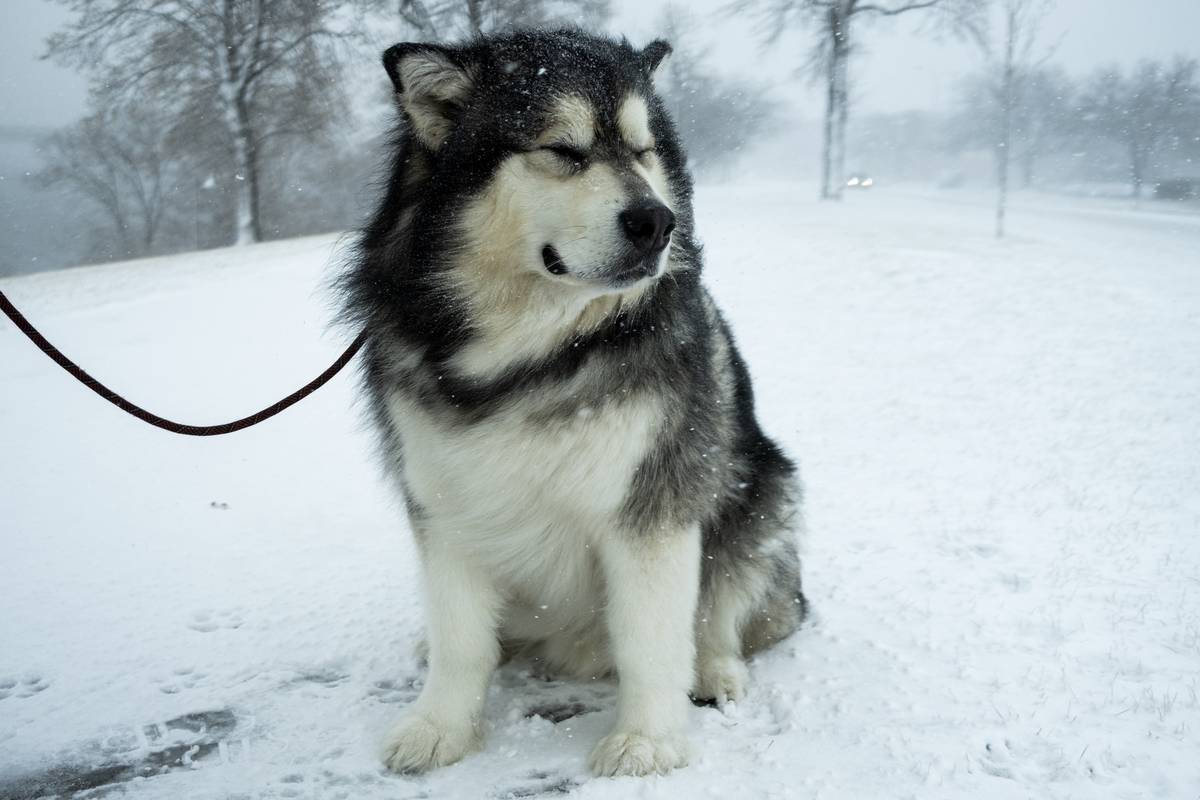 Blizzard Conditions Descend On Twin Cities, Sending Temperatures Plummeting