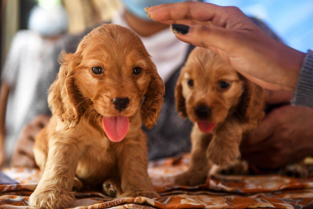 INDIA-ECONOMY-ANIMAL