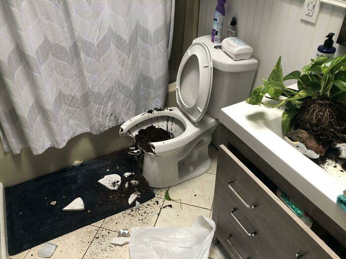 pot broke the toilet when no one looked